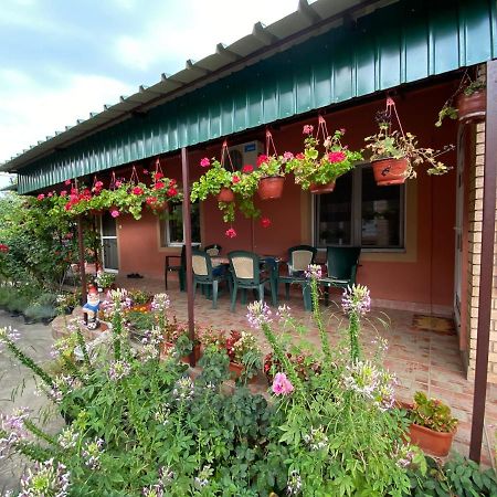 Sud ,,Antal I Olga,, Bed & Breakfast Skorenovac Ngoại thất bức ảnh